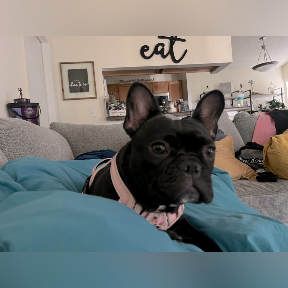 Meet your Posher, Caden